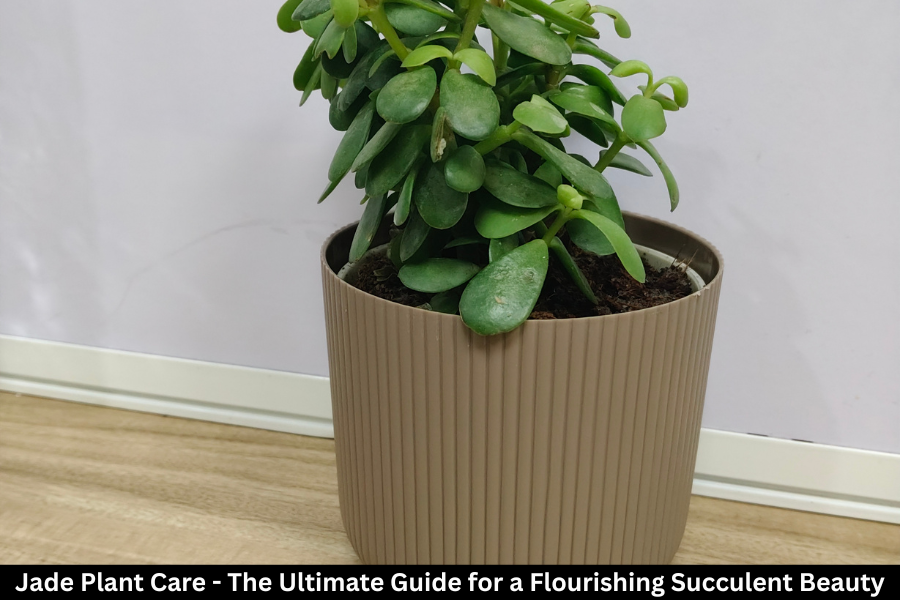Jade Plant Care - The Ultimate Guide for a Flourishing Succulent Beauty
